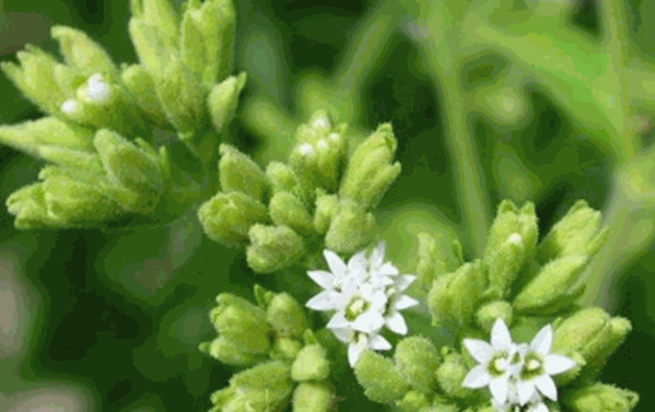 莱茵生物保健品